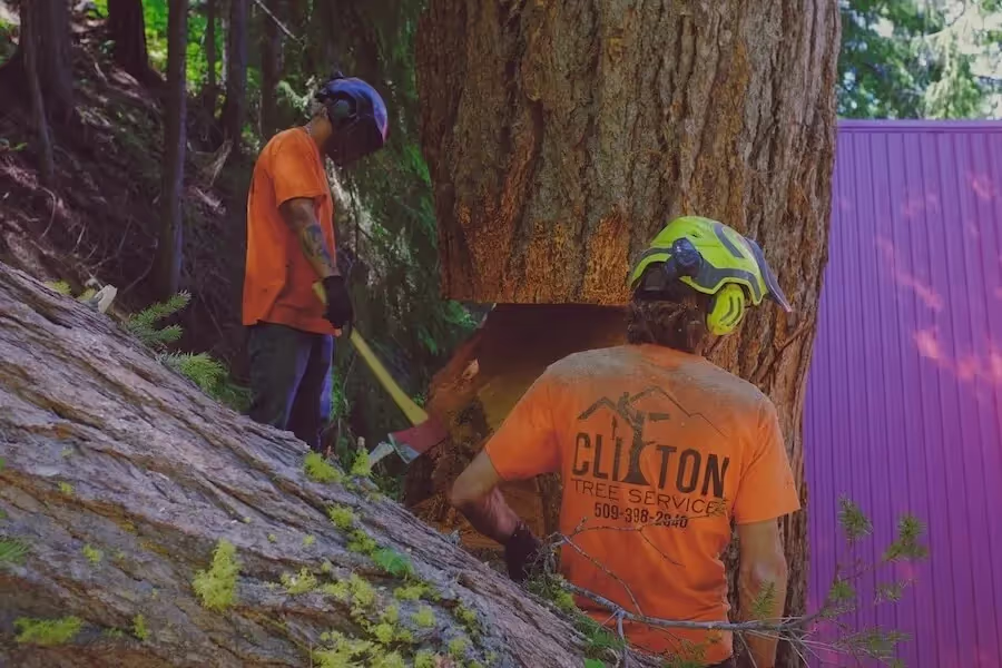 Clifton Tree Service crew working together in Leavenworth WA