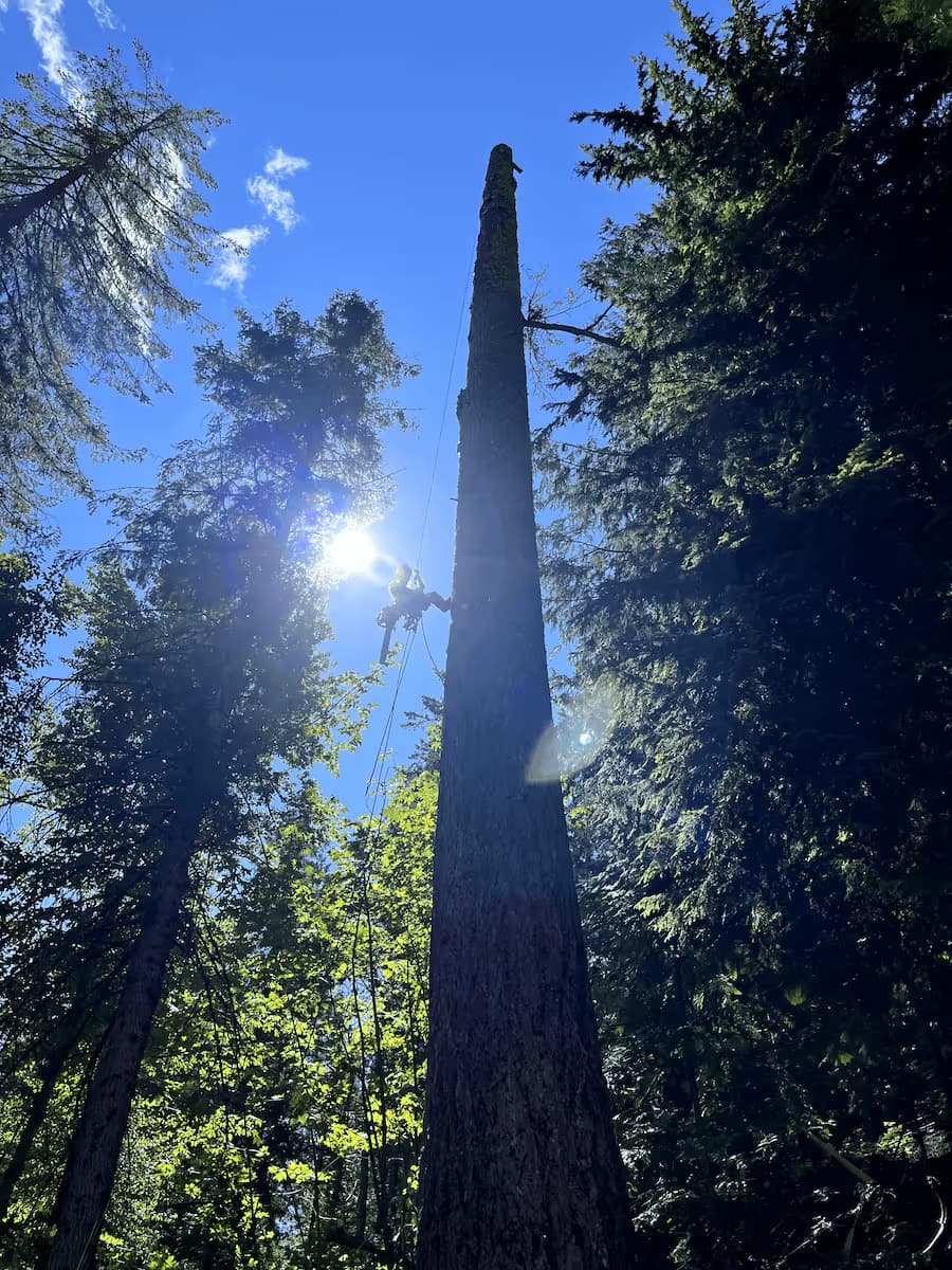 Clifton Tree Service crew working in Leavenworth WA