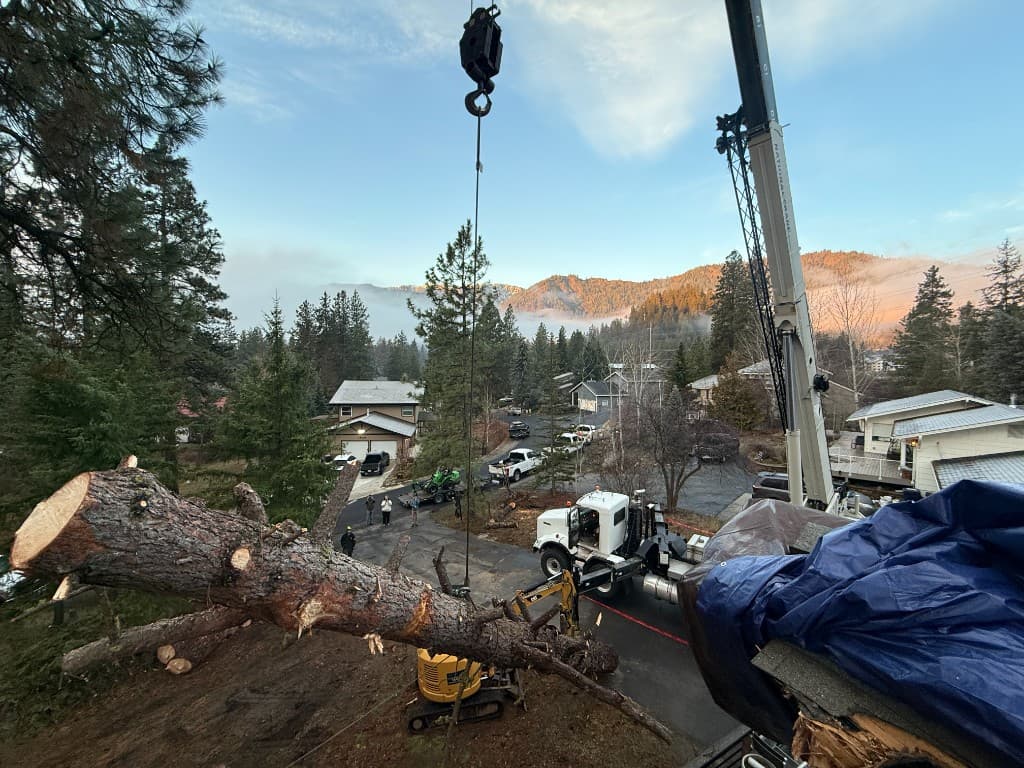 Crane lifting a massive cut tree section over a residential property during emergency removal