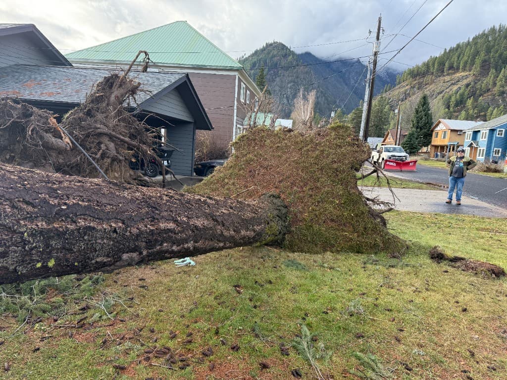 Large uprooted conifer across a residential lawn near homes and power lines after a storm