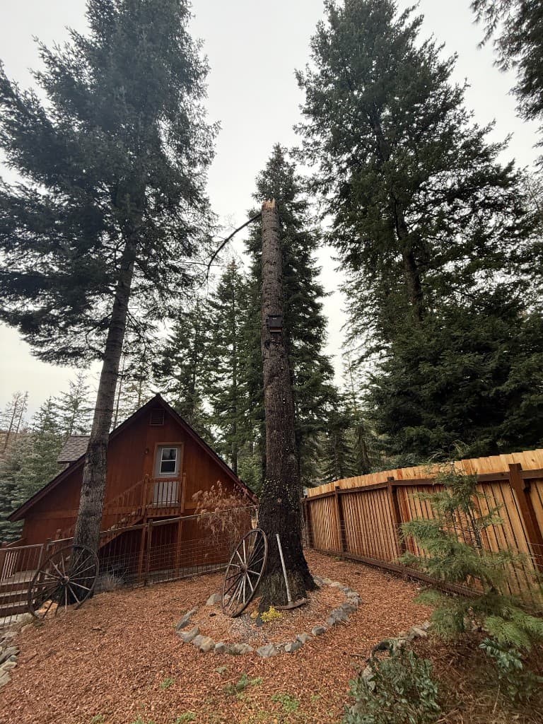Large evergreen tree broken mid-trunk near a home and fence — structural failure that warrants professional hazard evaluation