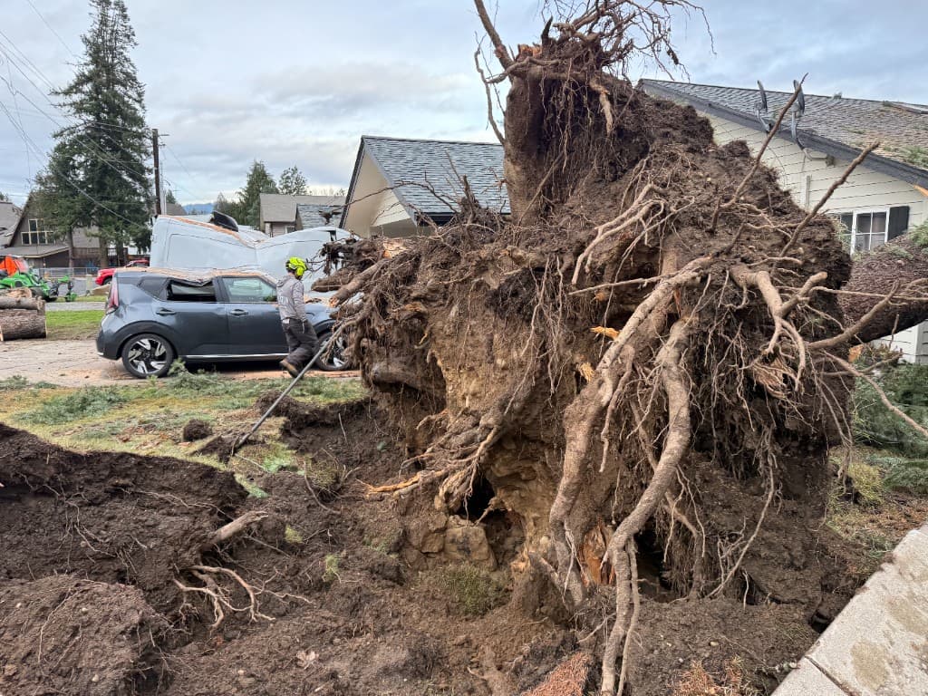 Uprooted tree with exposed root ball and disturbed soil next to damaged vehicles after a residential tree failure