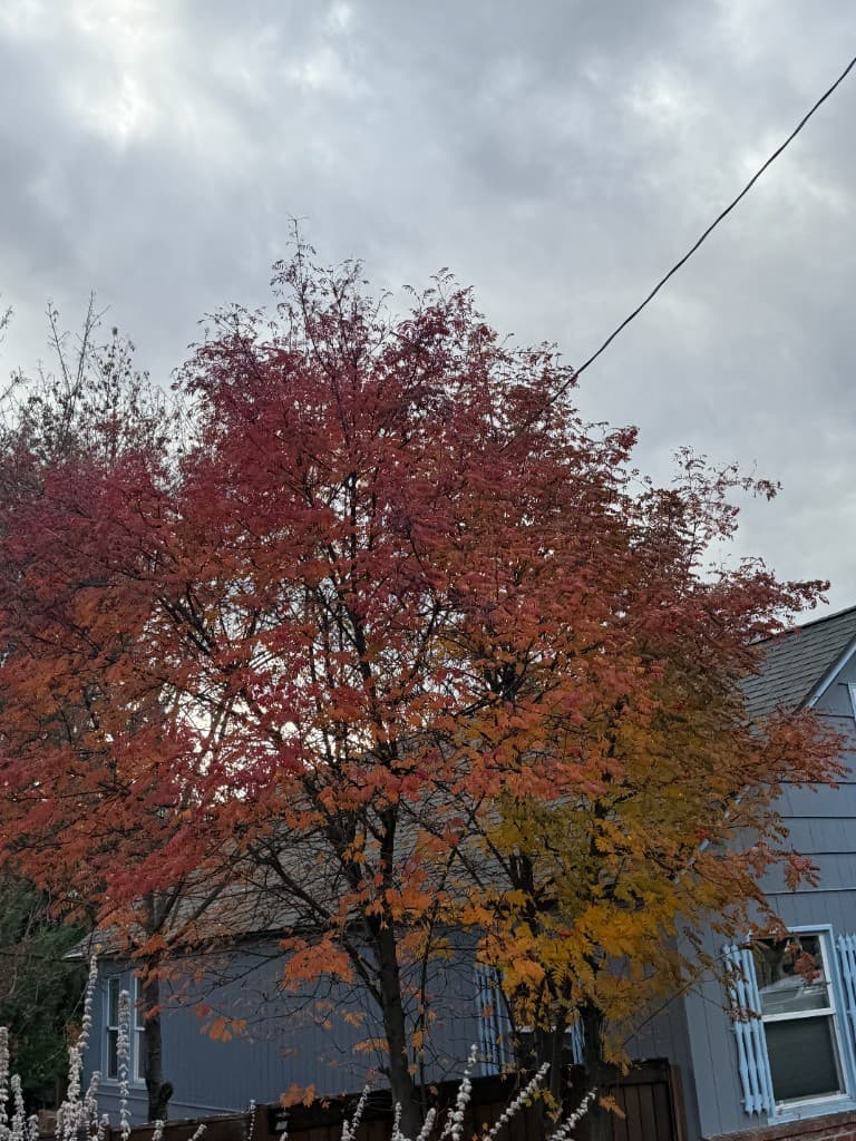 Ornamental tree with red and yellow fall color beside a house, with a utility wire near the upper canopy