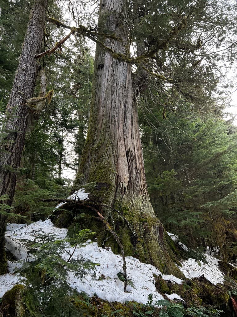 Large evergreen with bark split and exposed wood at the base — structural condition documented during arborist assessment