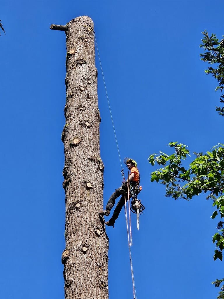 Tree Removal - Clifton Tree Service Leavenworth WA