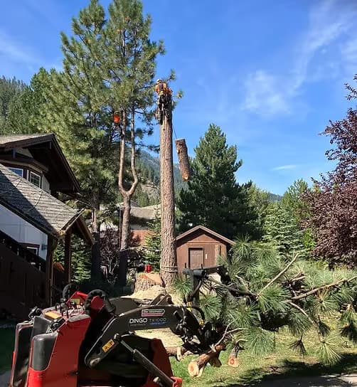 Professional tree removal service in Leavenworth WA by Clifton Tree Service