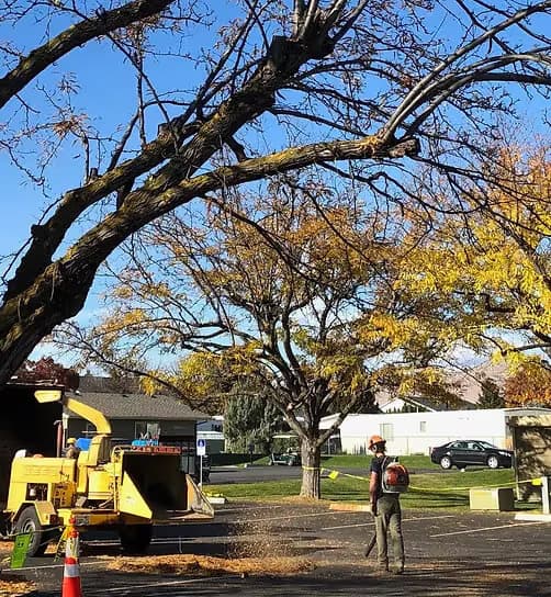 Site cleanup and wood hauling service in Leavenworth WA